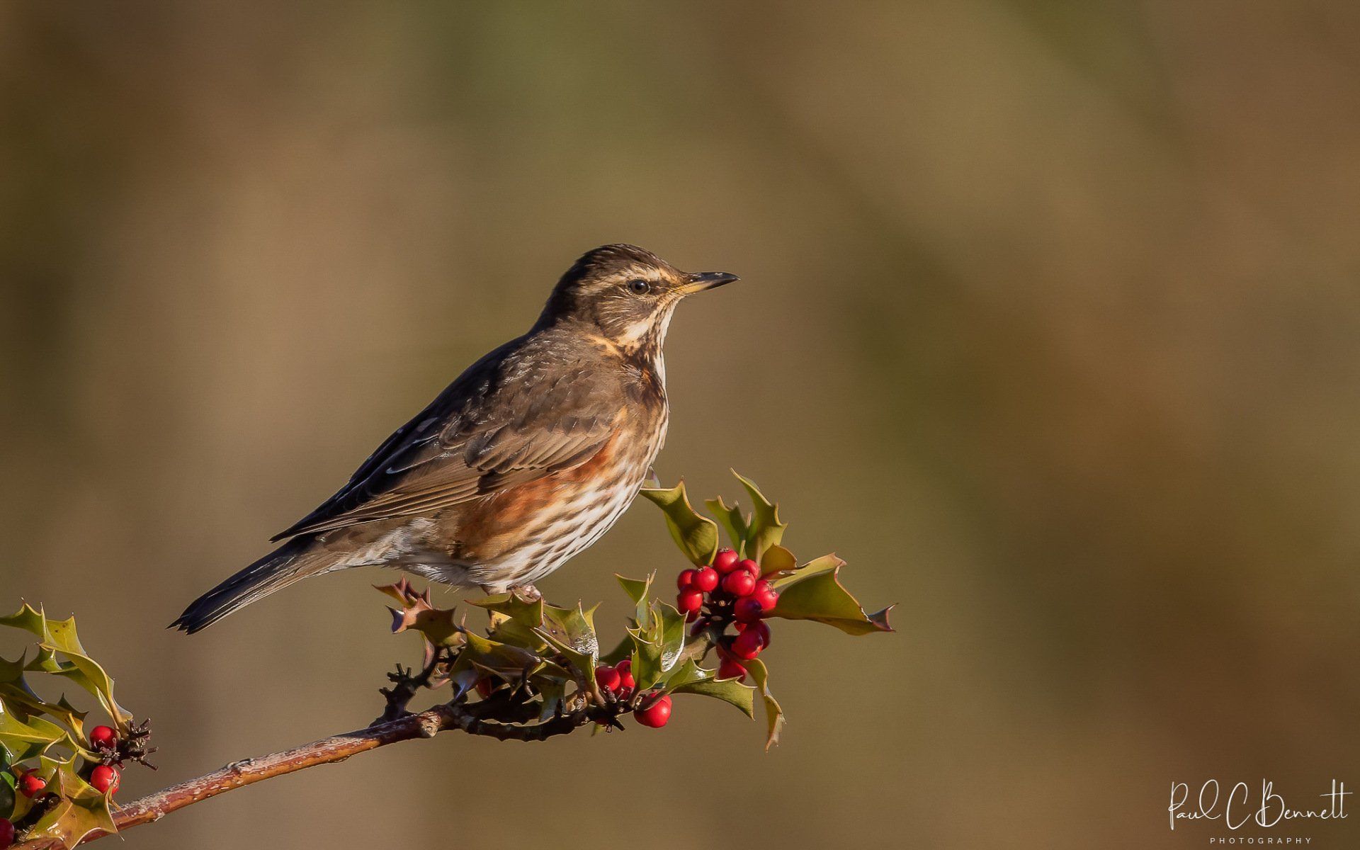 Wildlife Images by Paul C Bennett | Redwing Wales