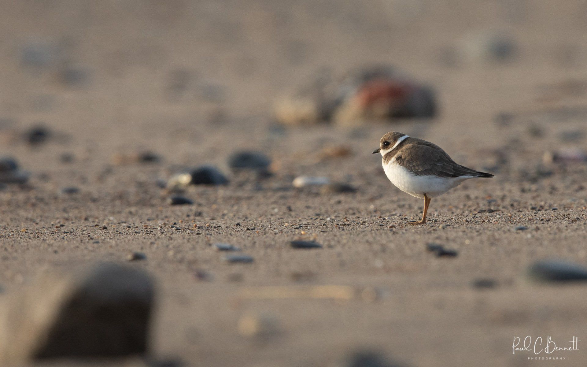 Wildlife Images by Paul C Bennett Photography | Ringed Plover at Spurn
