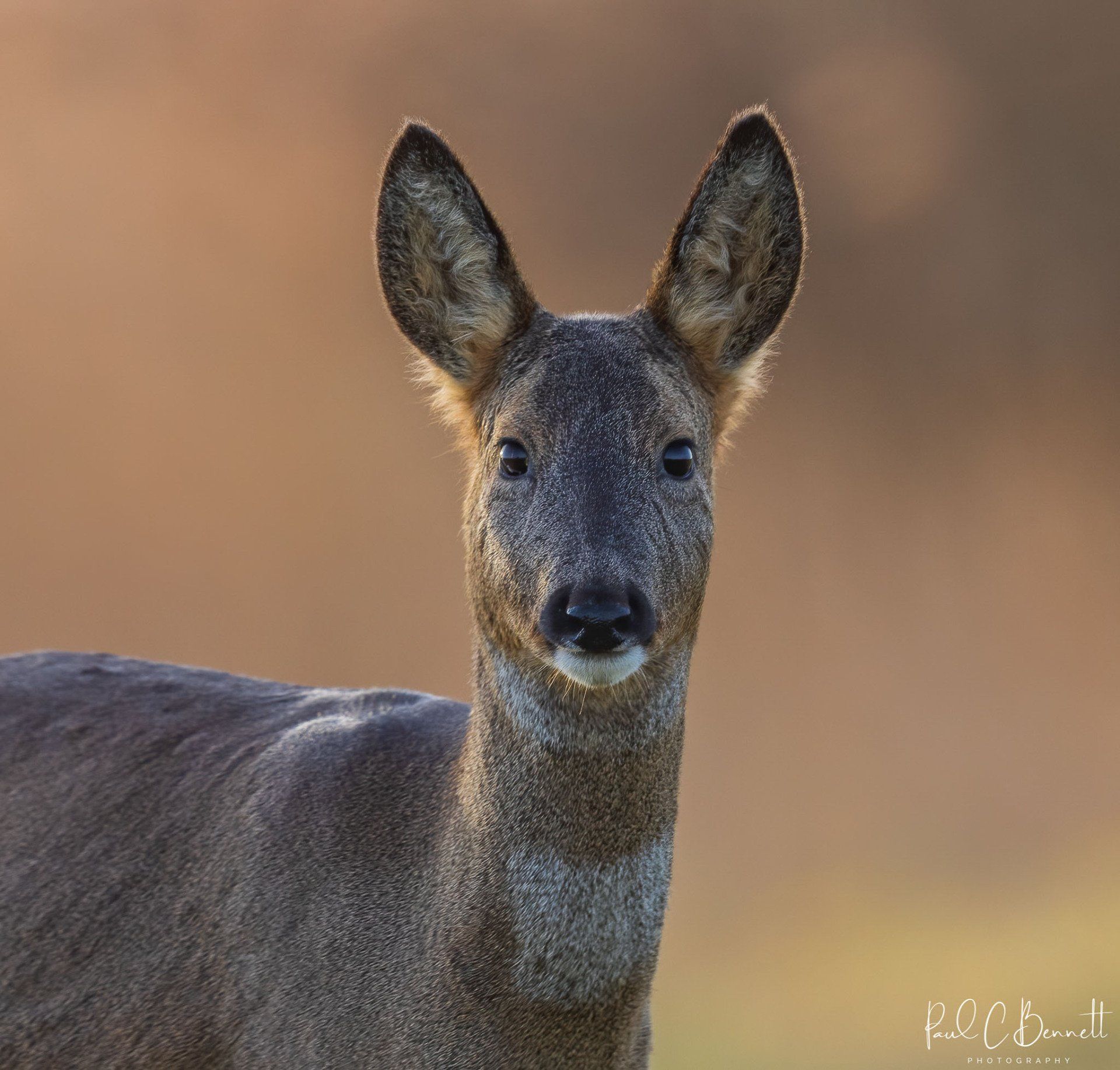 Wildlife Images by Paul C Bennett | Roe Deer Doe