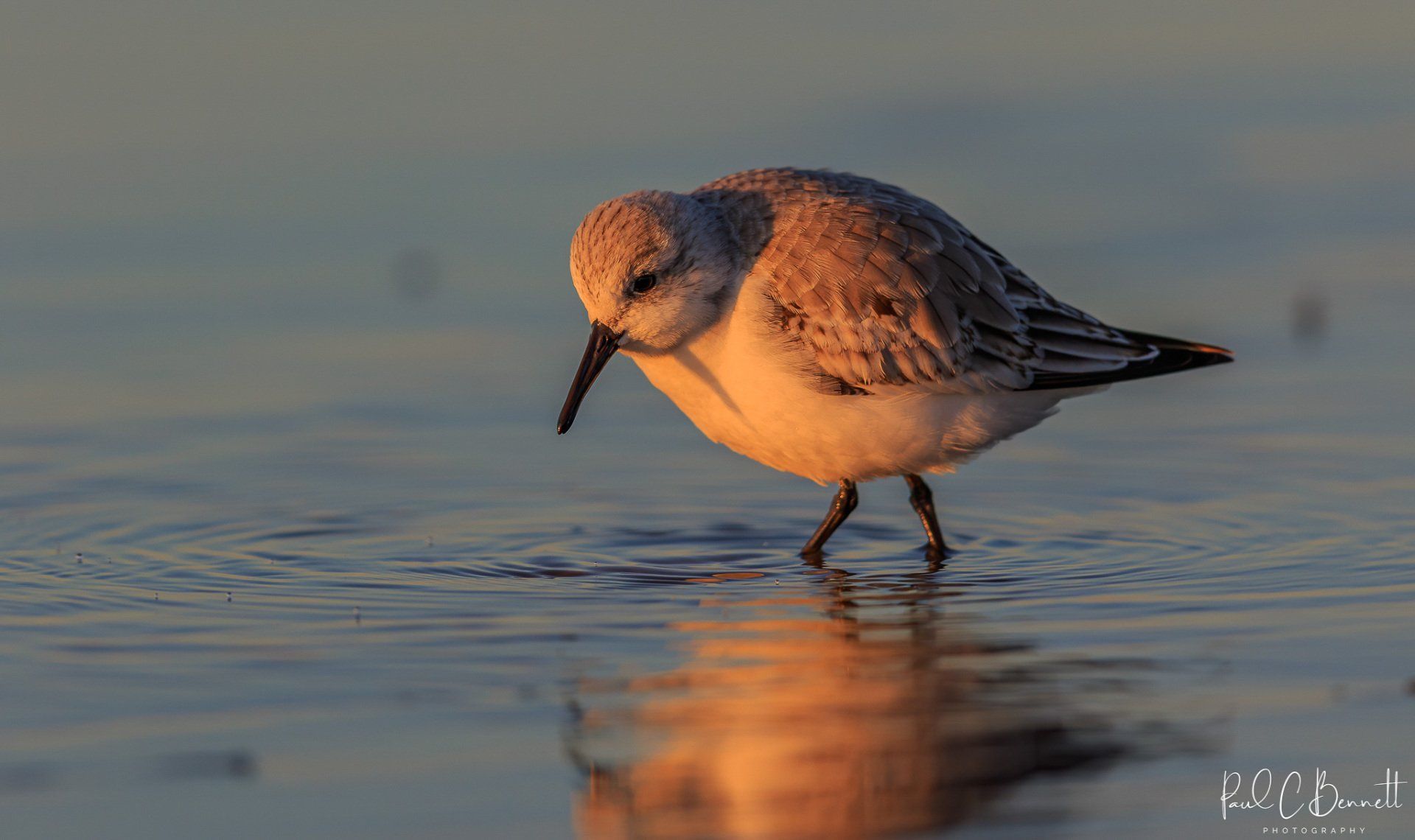 Wildlife Images by Paul C Bennett Photography | Sanderling Lancashire Coast