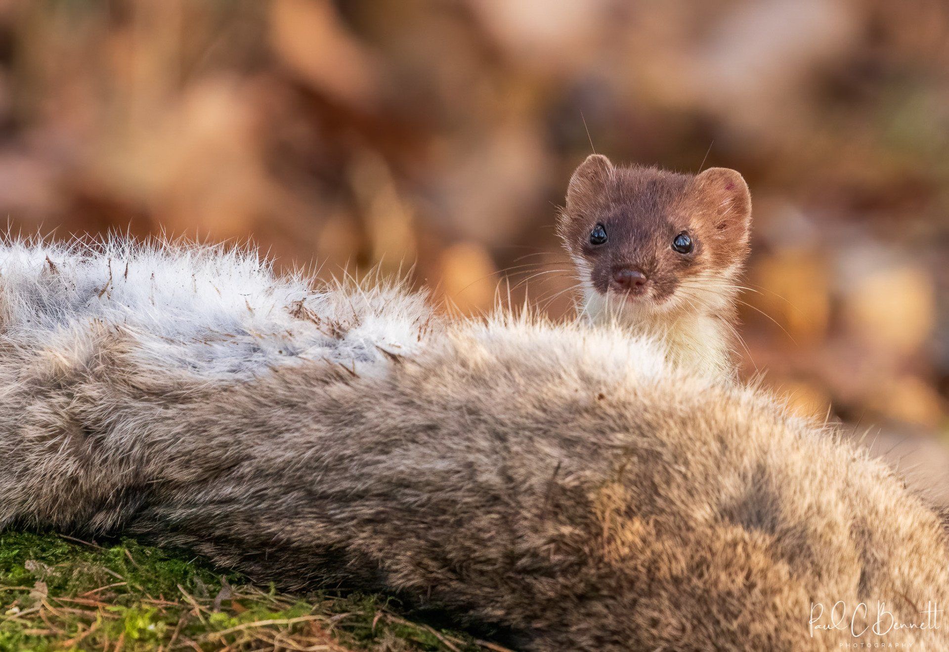Wildlife Images by Paul C Bennett | Stoat with Rabbit