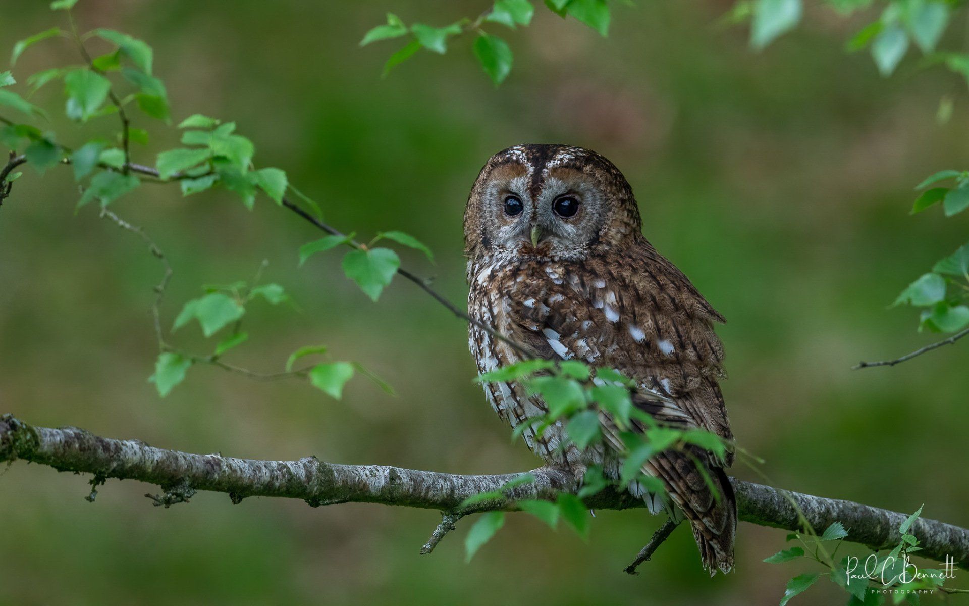 Wildlife Images by Paul C Bennett | Tawny Owl Perched