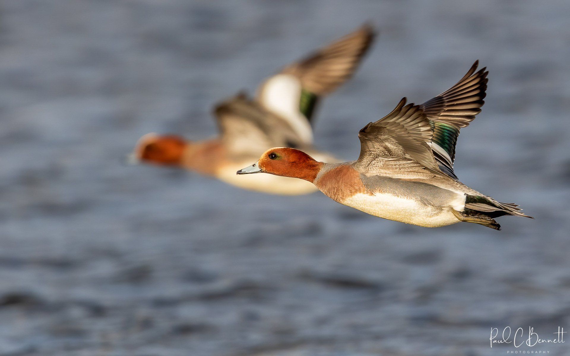 Wildlife Images by Paul C Bennett | Widgeon in Flight