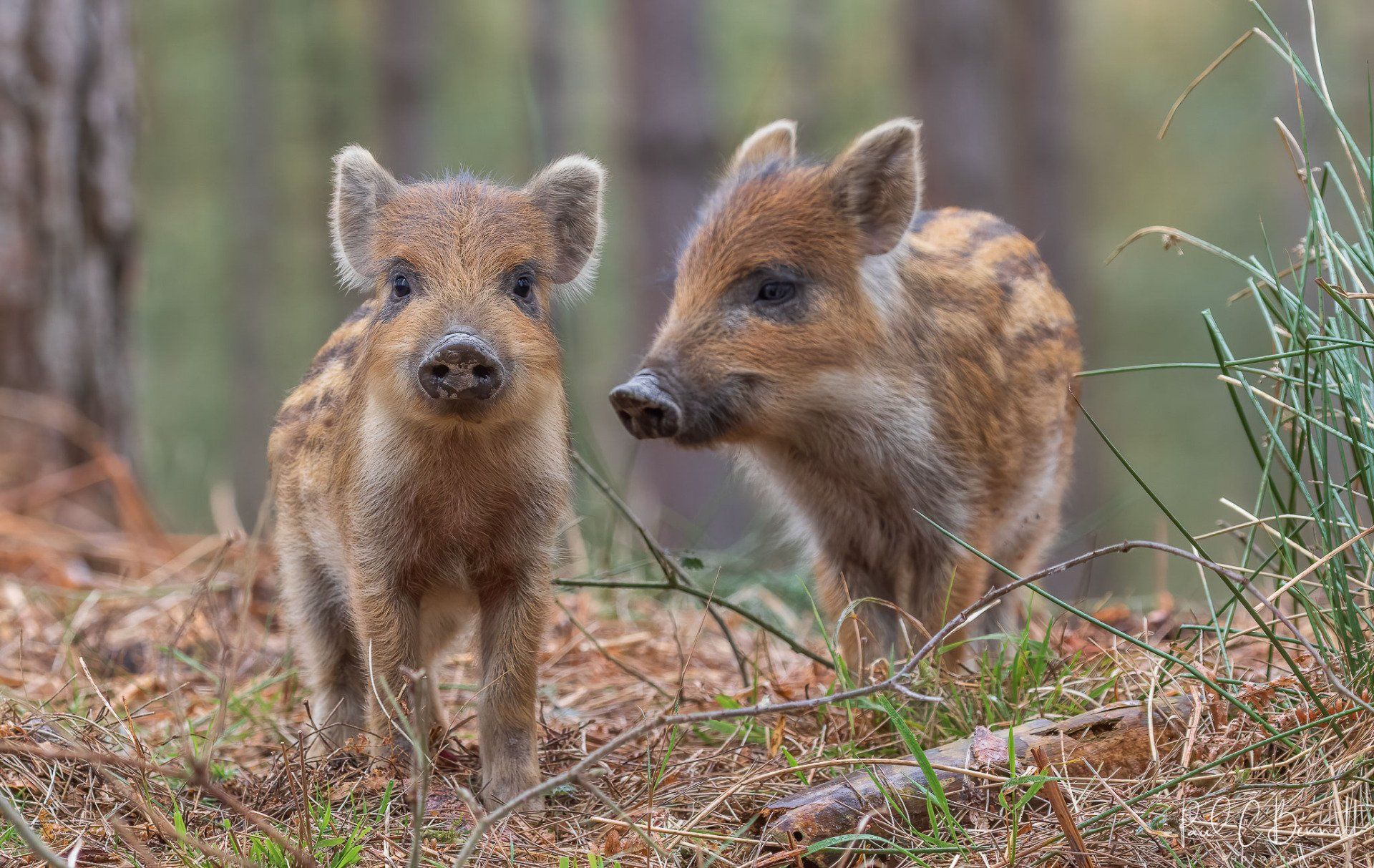 Wildlife Images by Paul C Bennett | Wild Boar Humbugs