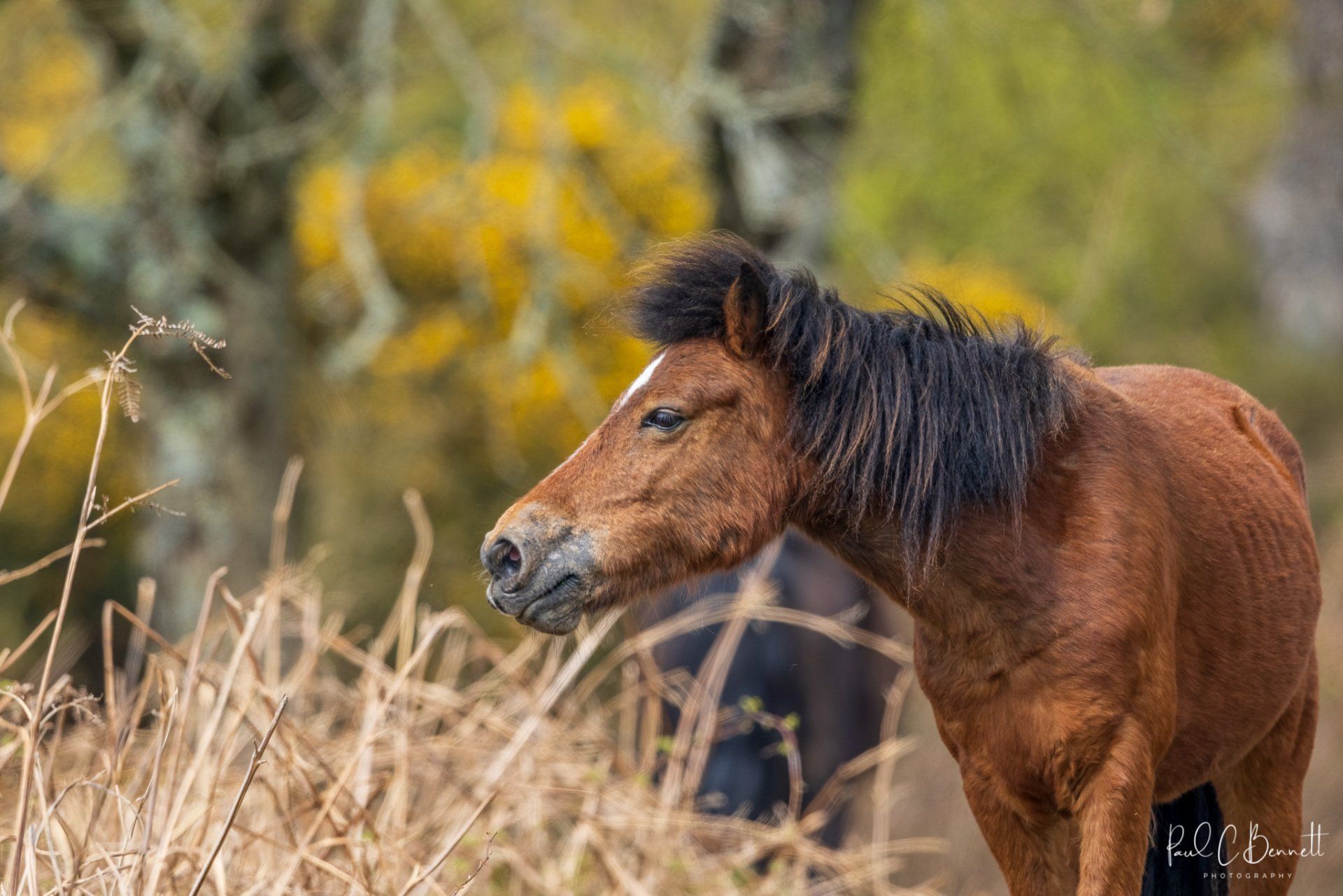 Wildlife Images by Paul C Bennett | Wild Pony