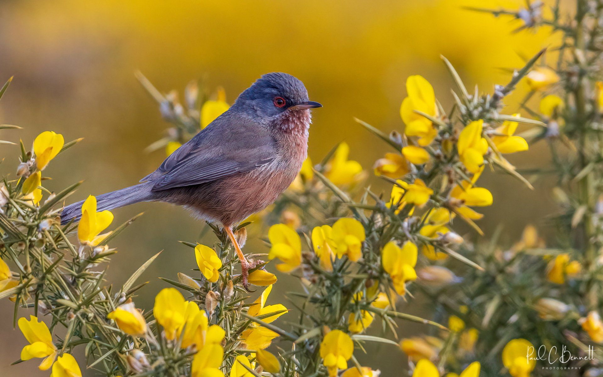 Wildlife Images by Paul C Bennett | Dartford Warbler