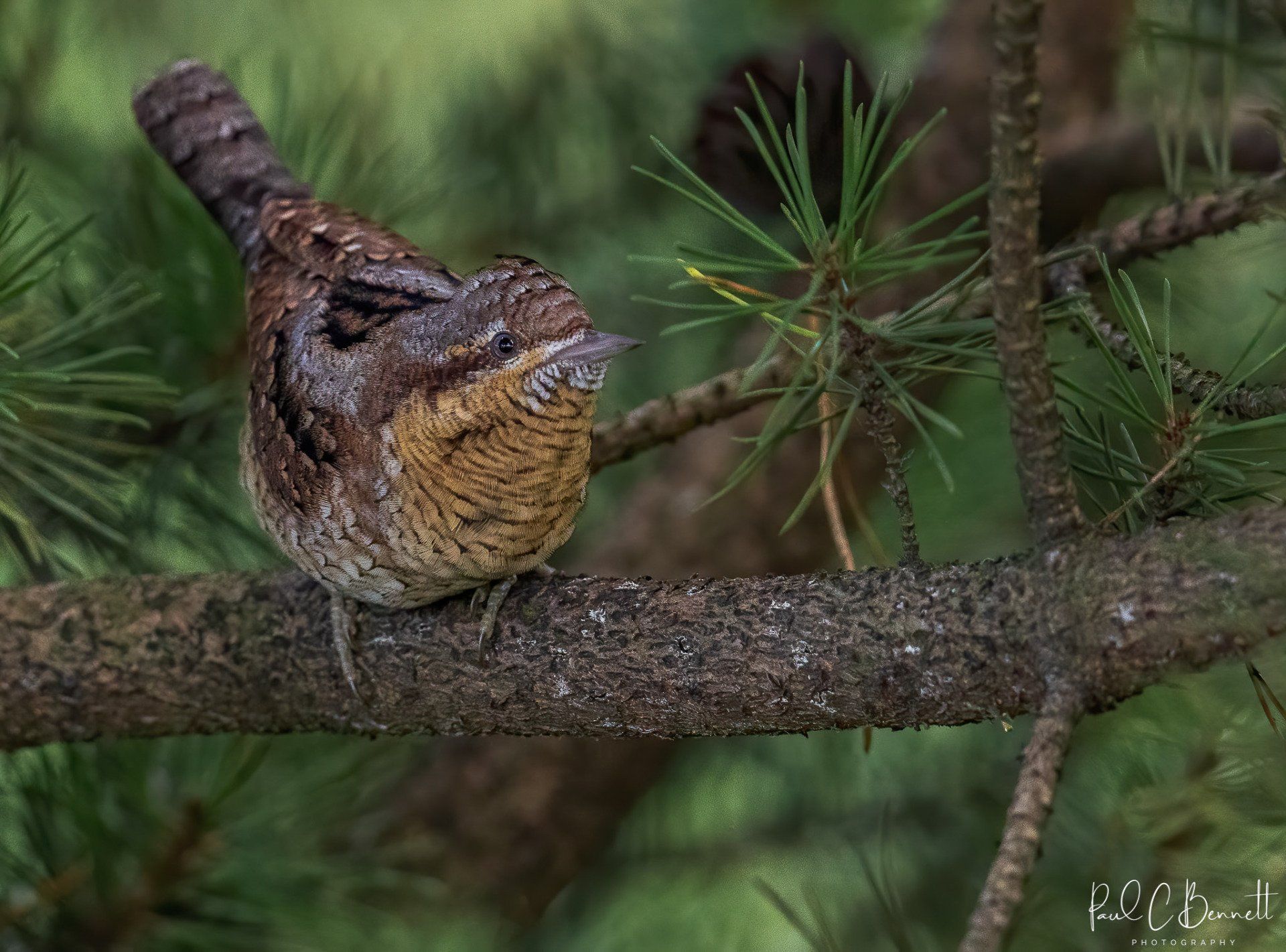 Wildlife Images by Paul C Bennett | Wryneck Lancashire