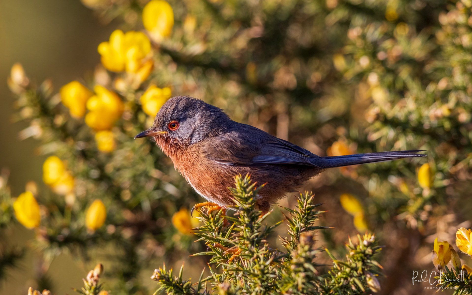 Cuckoo Open Wings, Cuckoo Incoming, Cuckoo by Paul C Bennett Photographer