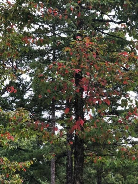 Tall pine trees with red and green foliage in a wooded forest scene