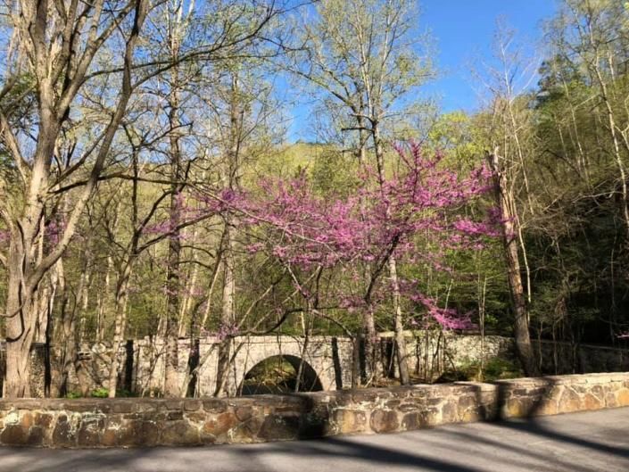 Stone bridge in a park with blooming pink trees and tall bare trees on a sunny day