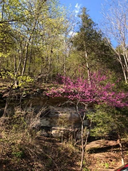 Wooded hillside with blooming pink shrubs and tall trees under a clear blue sky