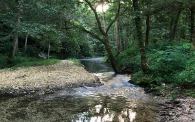 Forest stream with clear water flowing over rocks beneath dense green trees at dusk