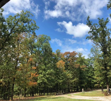 Sunny park with tall trees, green grass, and a partly cloudy blue sky