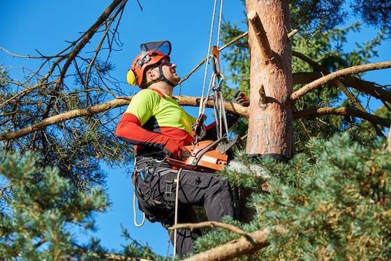 puunkaatopalvelu Kouvola