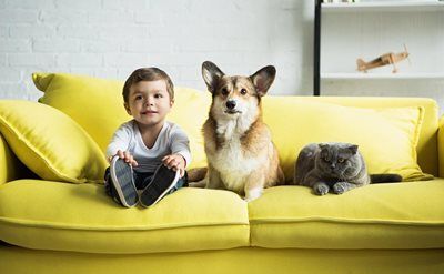 Toddler and dog sitting on a bright yellow couch beside a gray cat