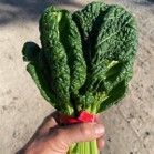 A hand holding a bunch of leafy green vegetables with red stems outdoors on a sandy surface