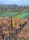 Rows of yellow vineyard vines beside green fields under a cloudy sky, with hills in the distance