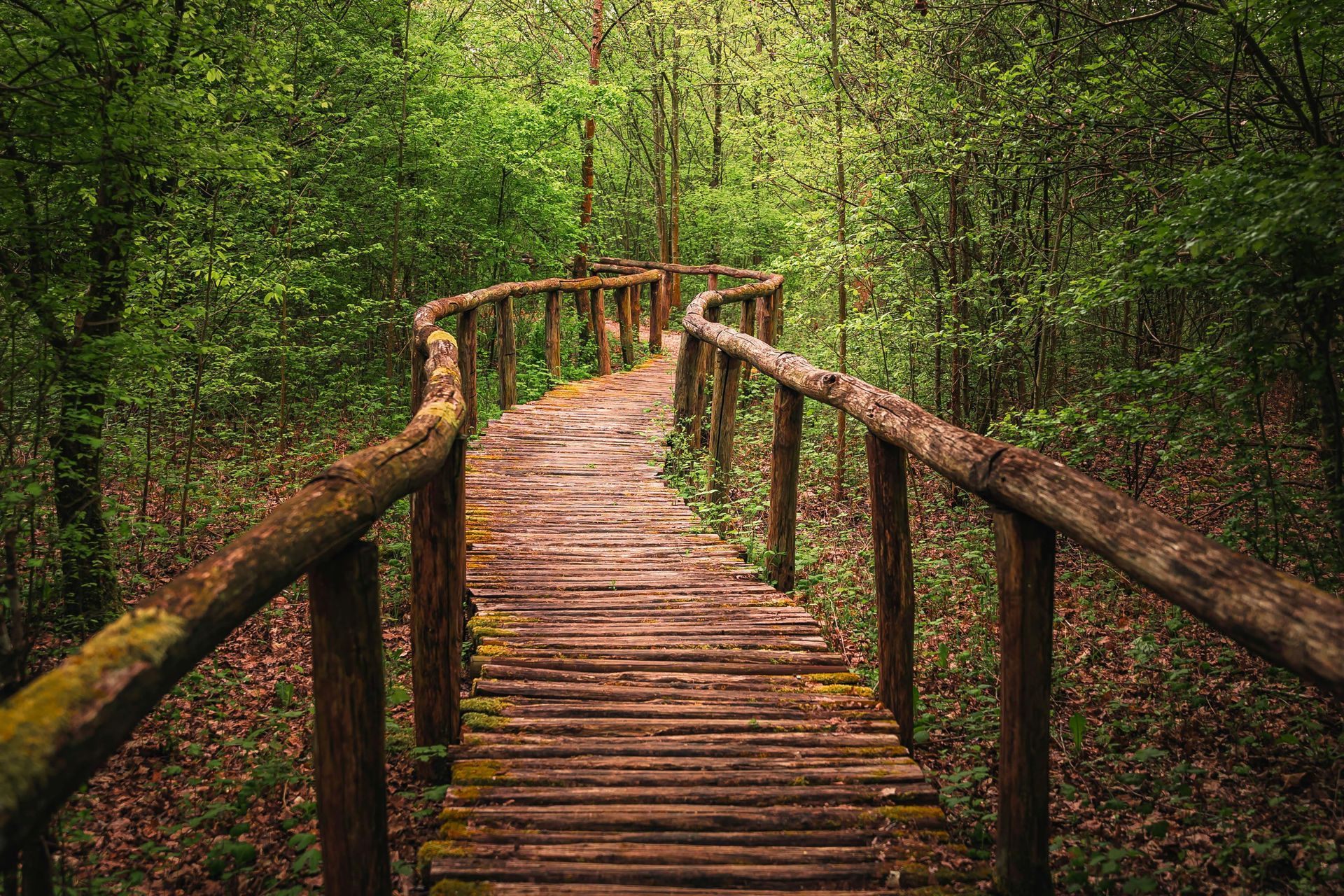 Wooden boardwalk winding through a dense green forest