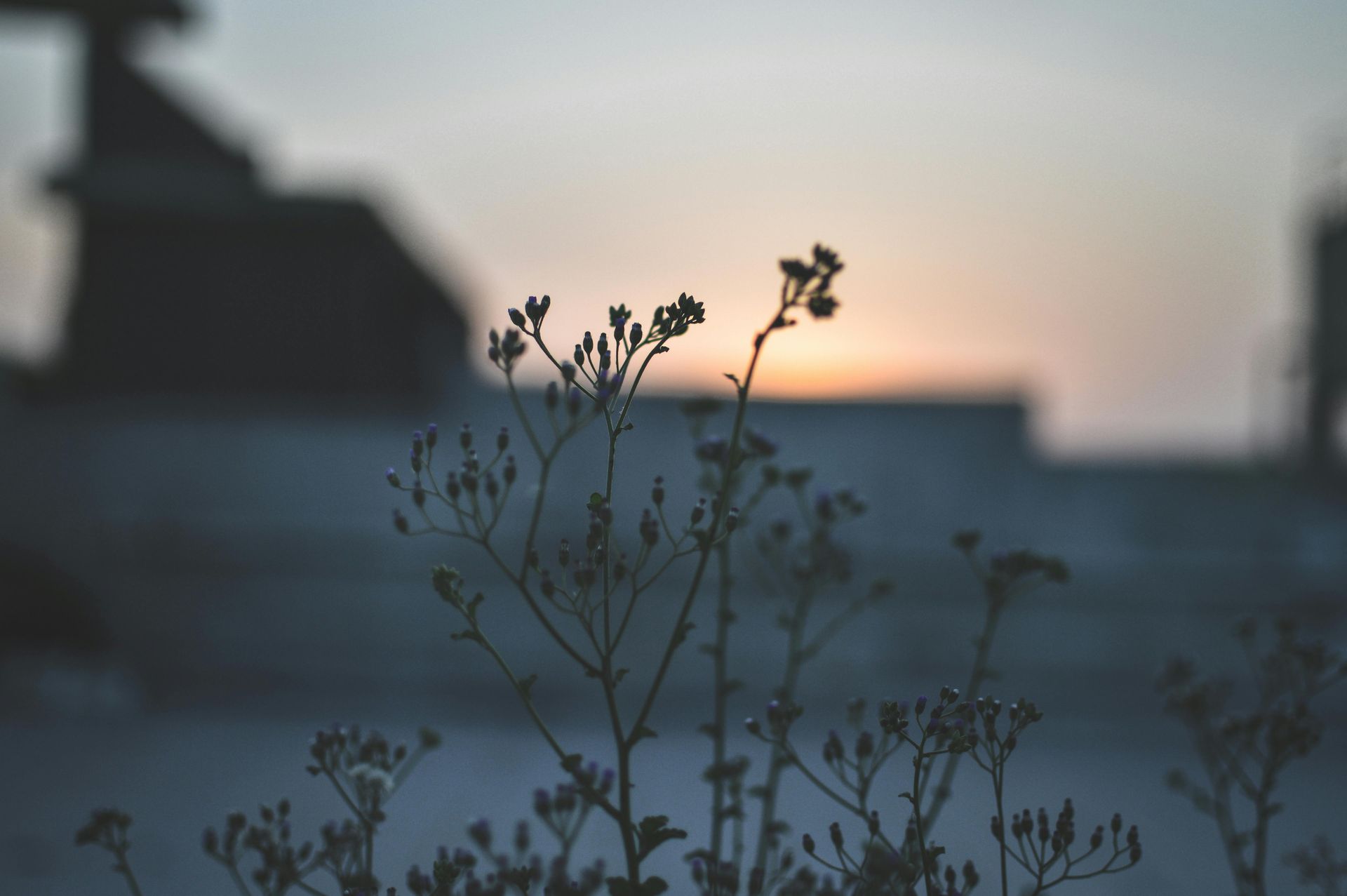 Silhouetted wildflowers in front of a blurred sunset over rooftops and water