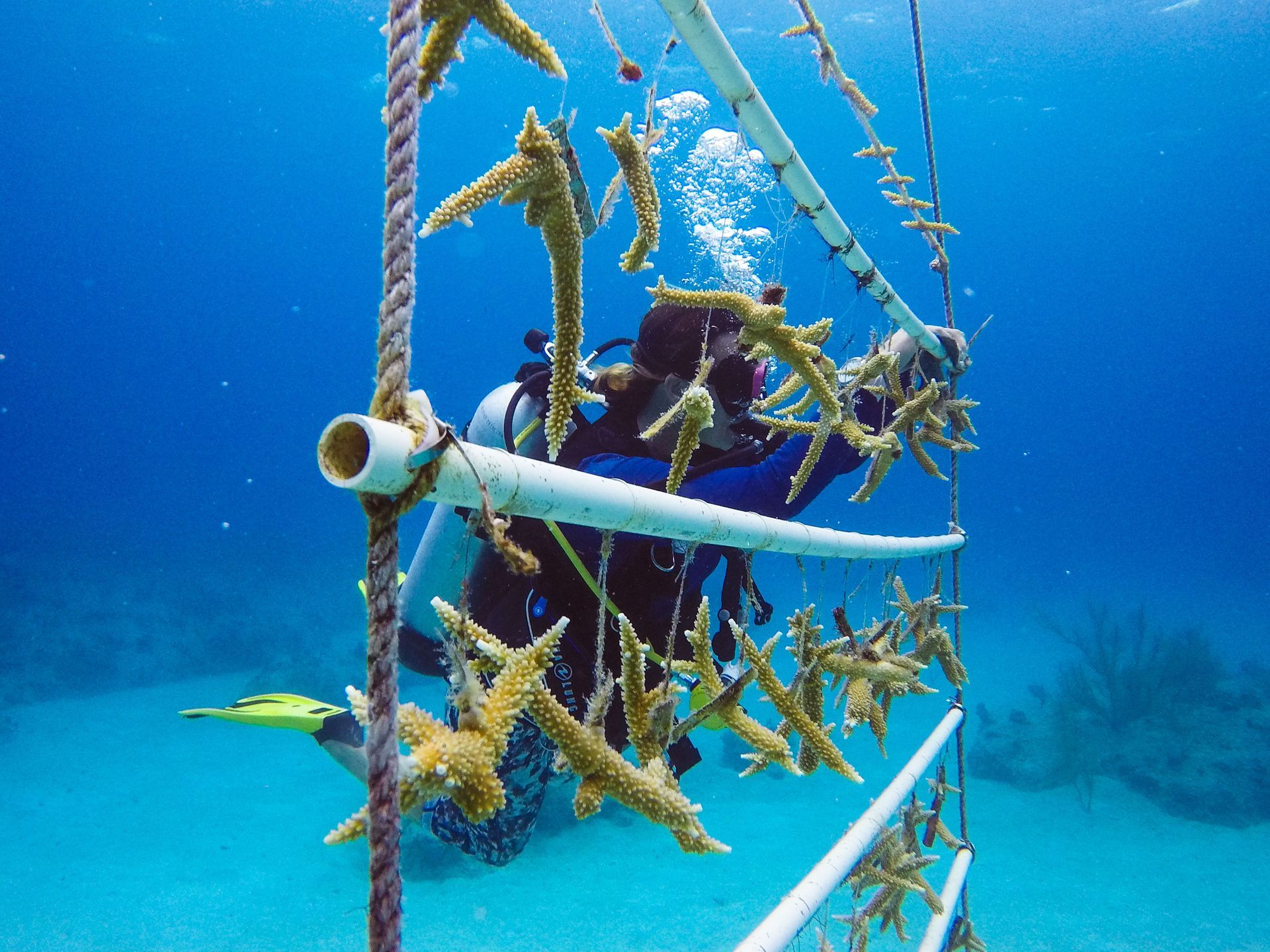 Turks and Caicos Reef Fund