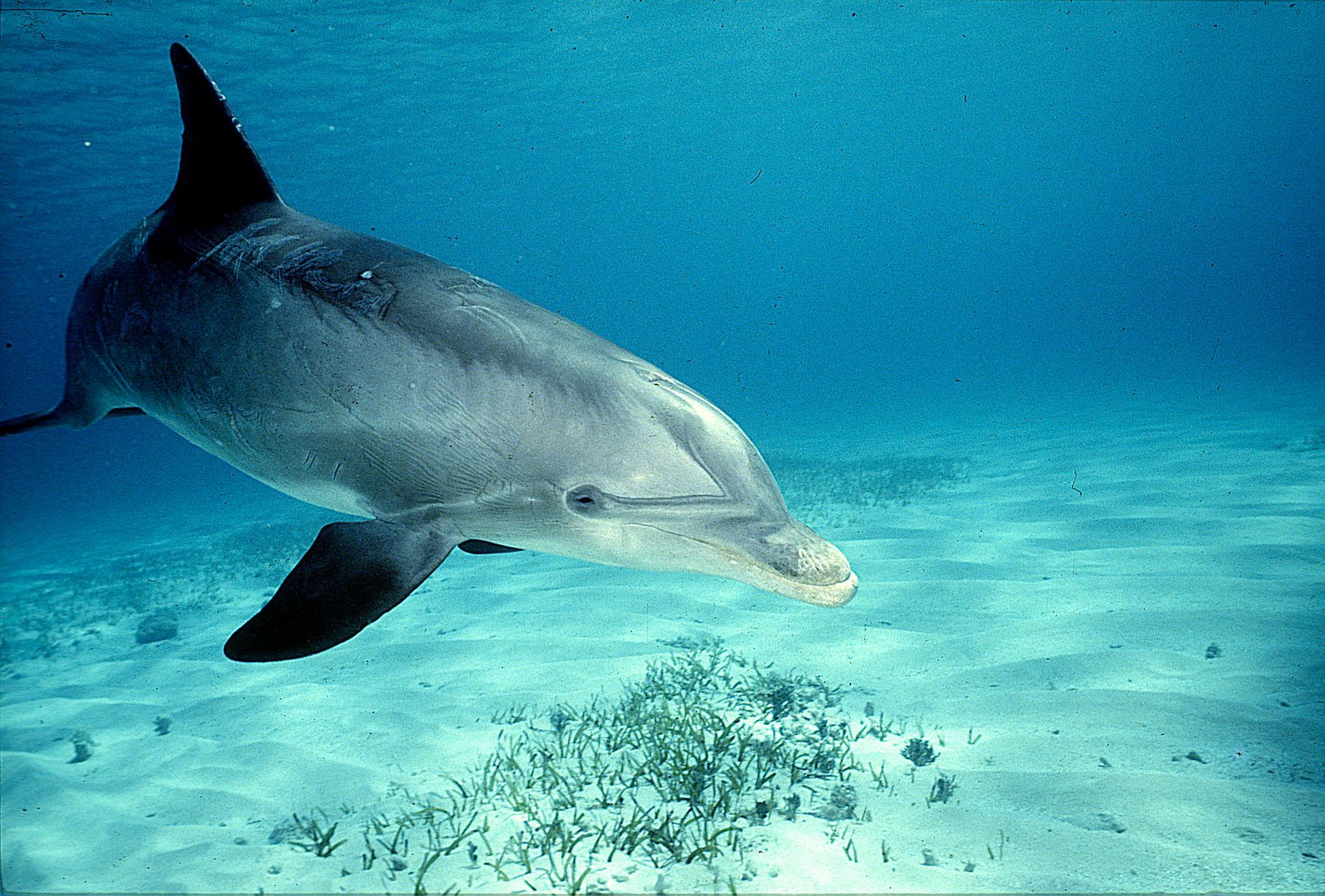 A dolphin is swimming in the ocean near the sand