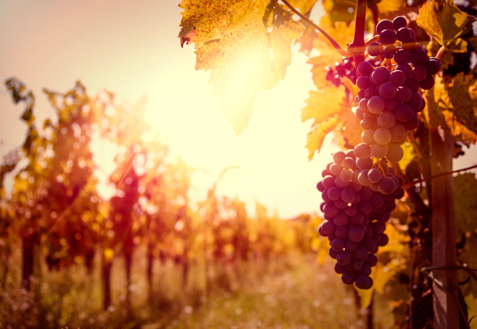 A bunch of grapes hanging from a vine in a vineyard with the sun shining through the leaves.