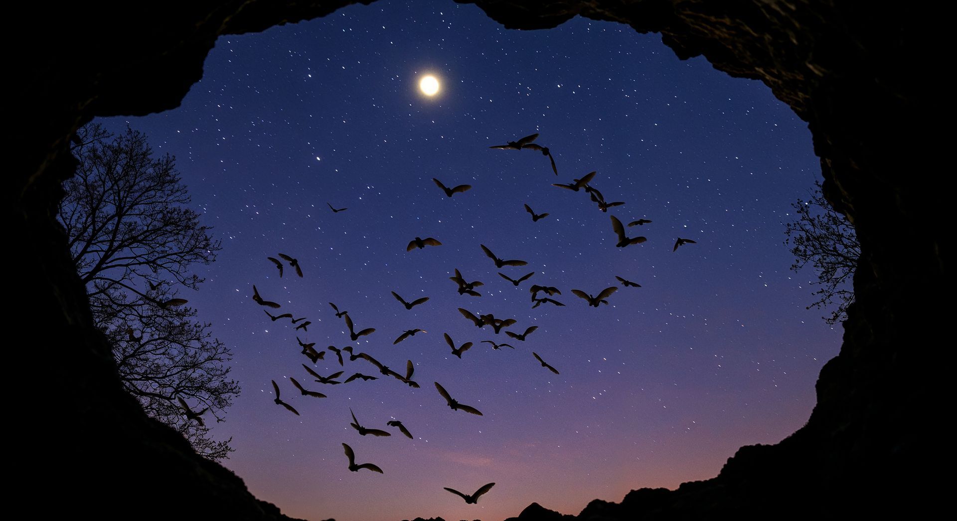 A flock of bats flies out of a cave against a starry night sky with a moon.