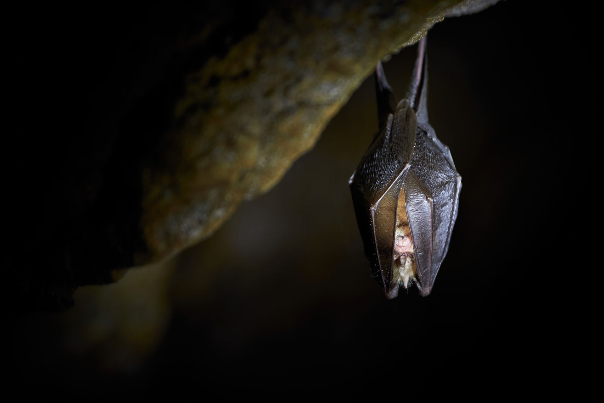 A bat hangs upside down in a dark cave, close up. Brown and black with a wet appearance.