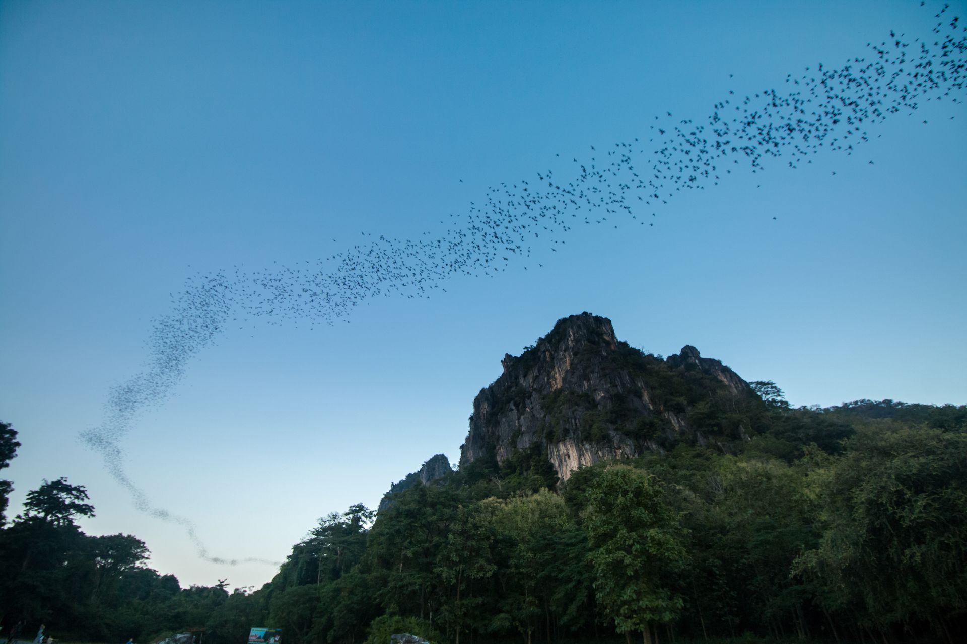 Bats flying in a long stream from a mountain cave against a blue sky, above green trees.