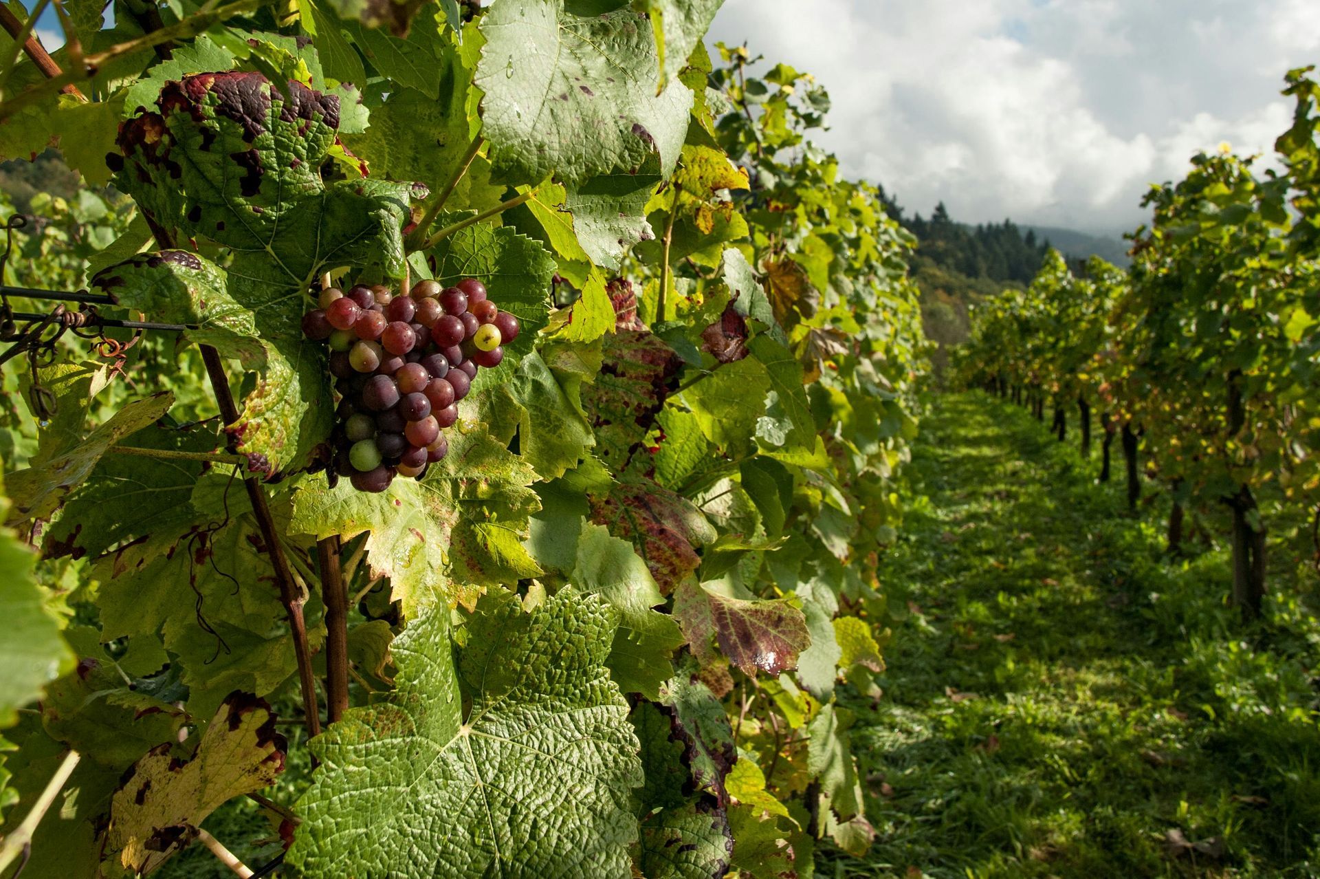 A bunch of grapes hanging from a vine in a vineyard