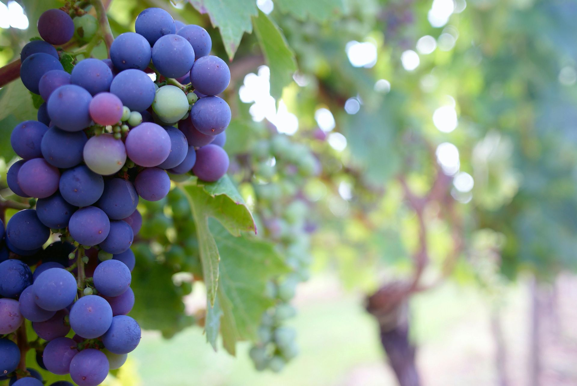 A bunch of purple grapes hanging from a vine.