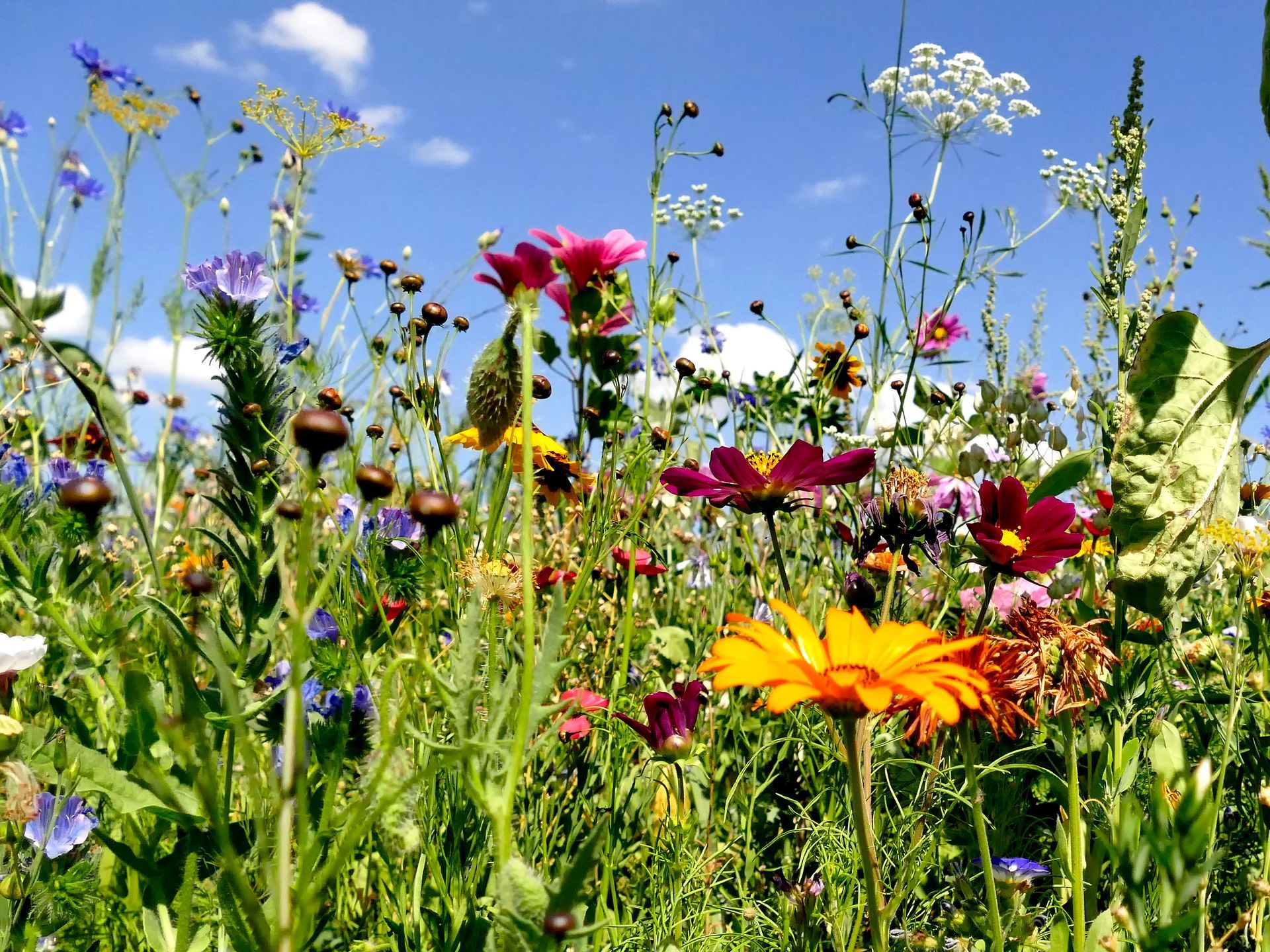 Colorful wildflowers in a sunny meadow against a bright blue sky.