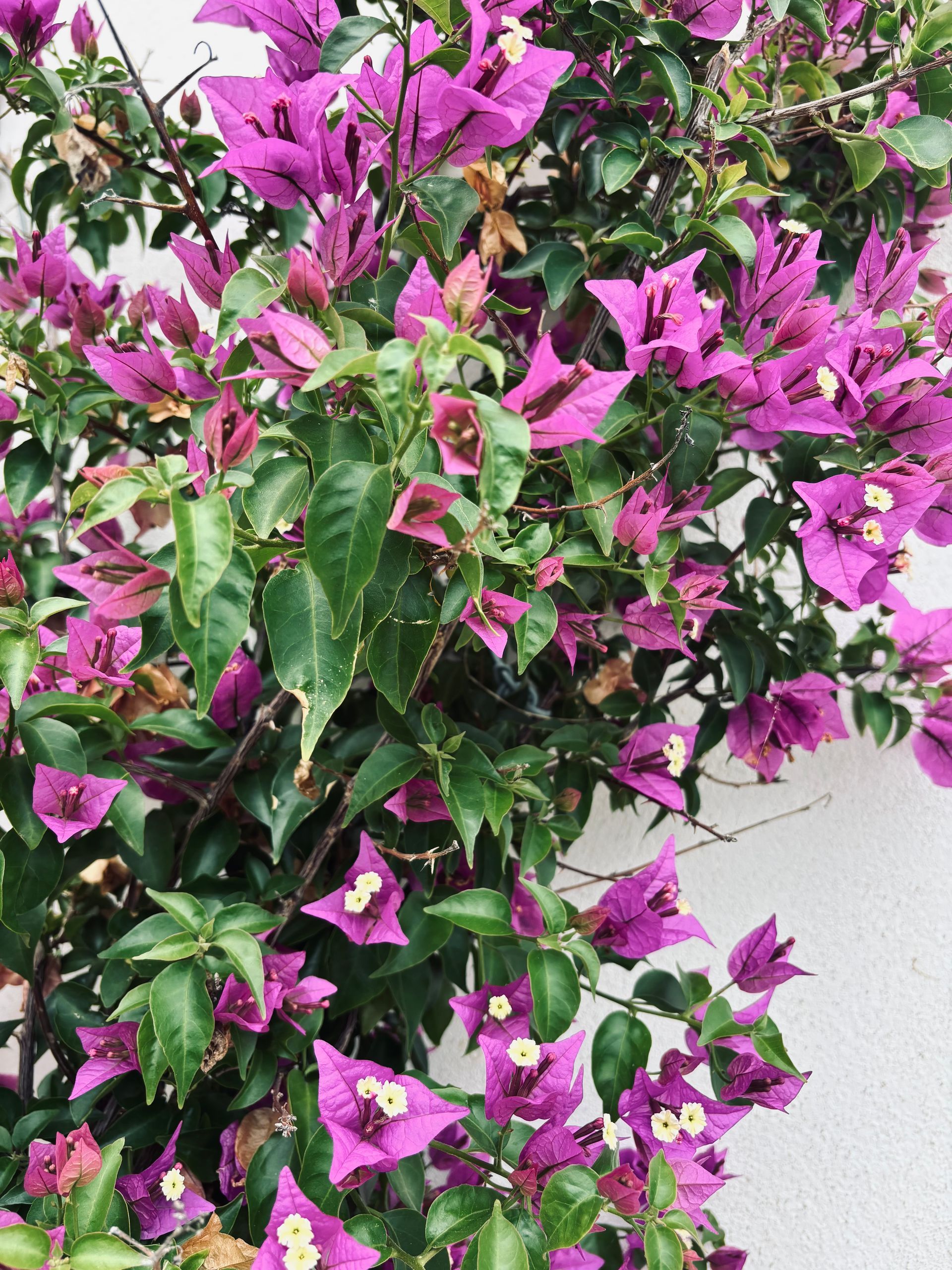 Flores de buganvilla de color rosa brillante y hojas verdes contra una pared clara.