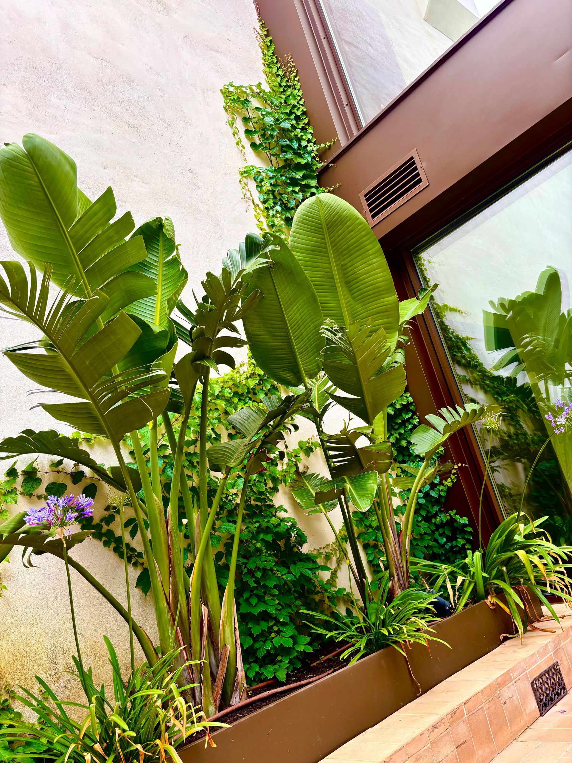 Plantas tropicales en macetas con hojas verdes anchas en un patio soleado junto a una pared y una ventana.