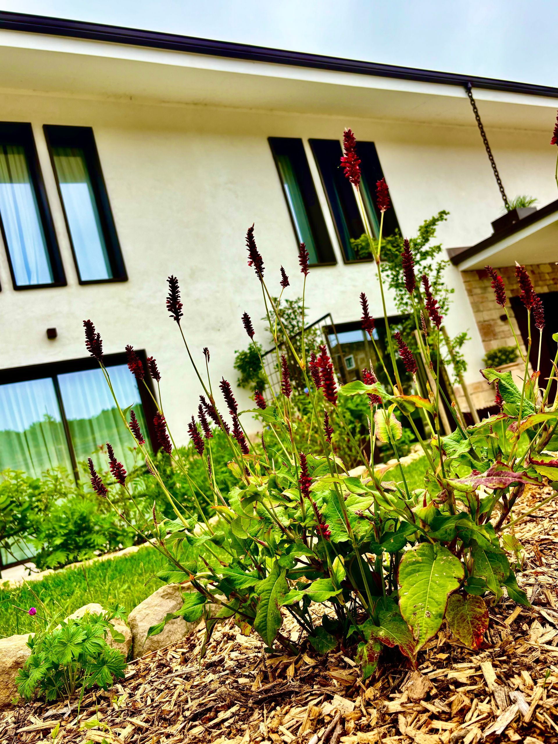 Casa moderna con grandes ventanales y un jardín paisajístico con plantas altas y verdes y mantillo.