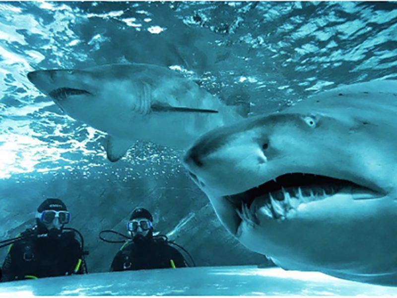 Two scuba divers observe two large sharks swimming underwater in a bright, blue-toned environment.