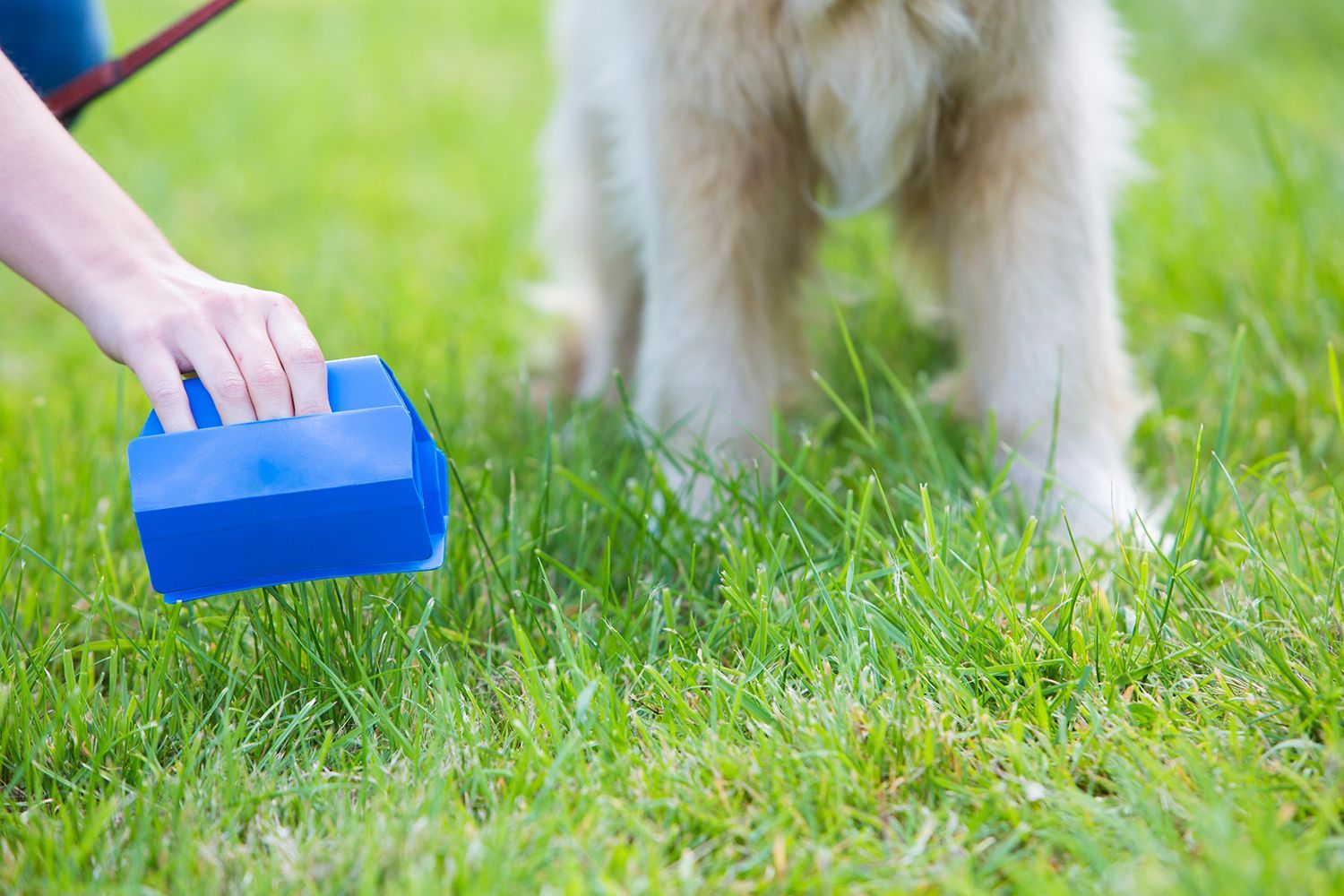 Hand placing a blue pet waste bag holder on grass near a dog’s legs