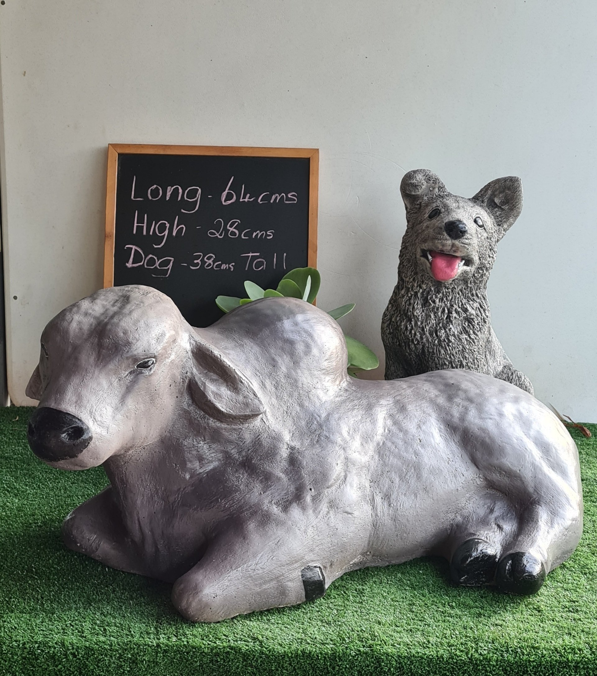 Brahman Bull