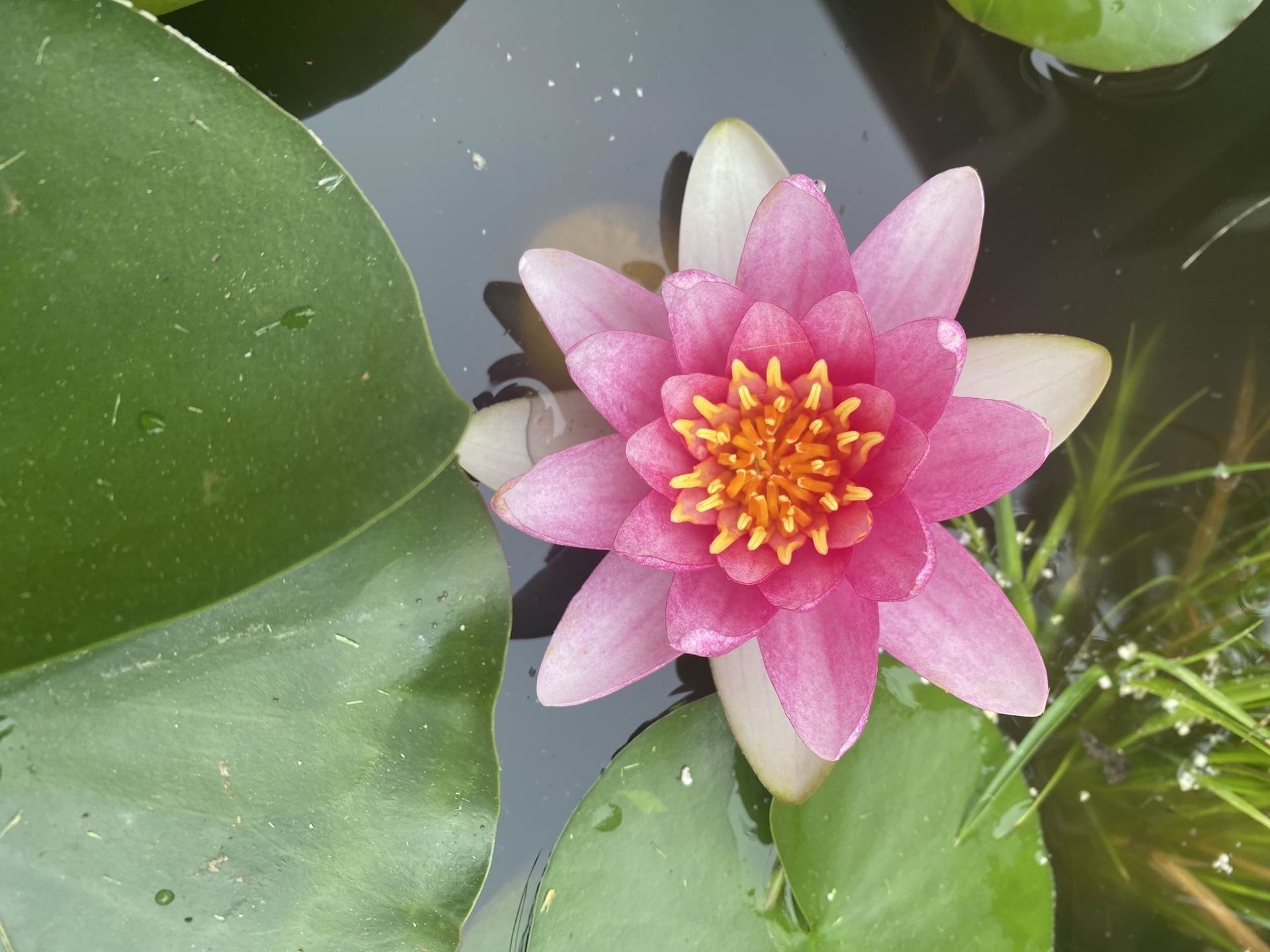 Pink water lily with yellow center floating on dark water, surrounded by lily pads.