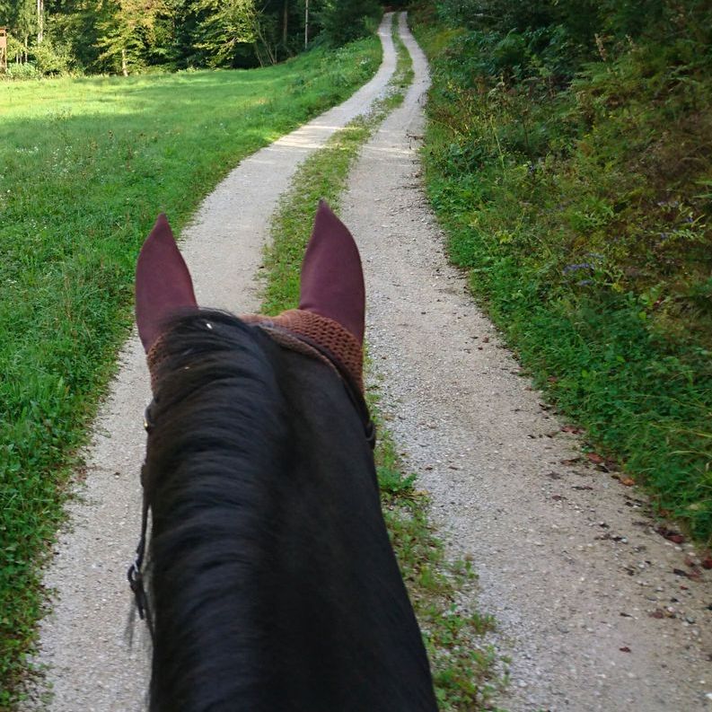 A horse with a dark mane walks down a dirt path flanked by green grass and trees.