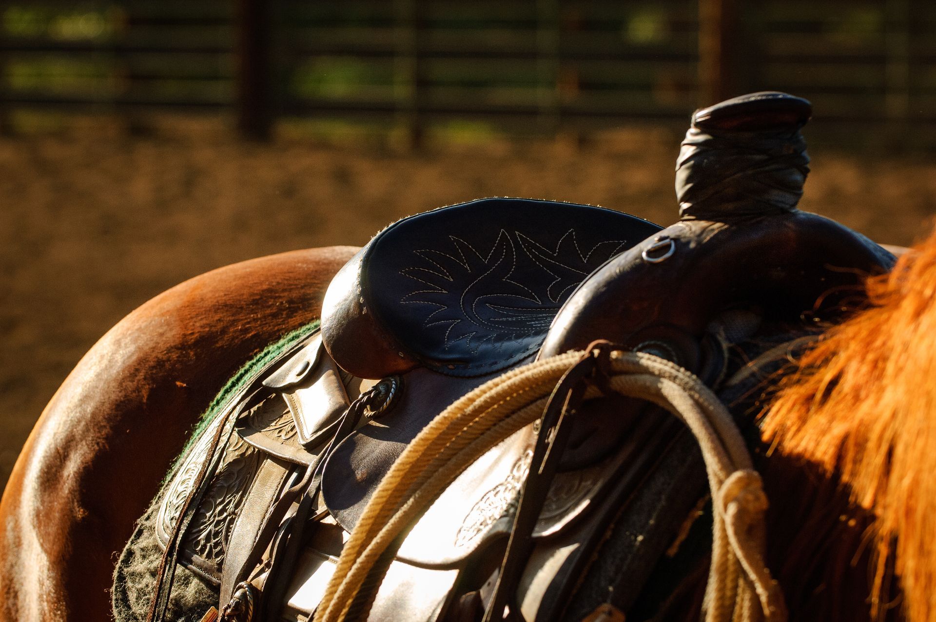 Brown horse with saddle and rope in an outdoor arena.