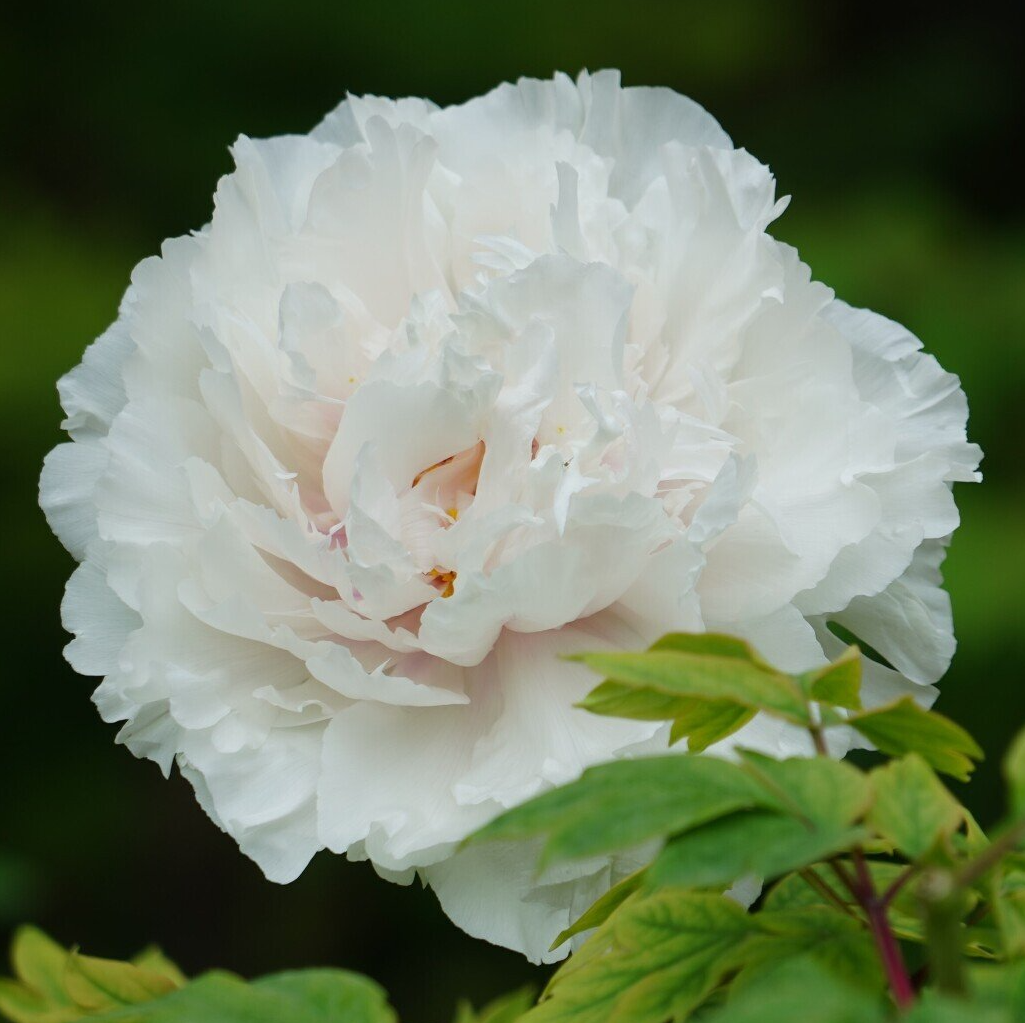 Buy Wholesale Flower Bulbs in Canada Peonies Online Shop