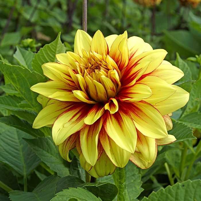 Buy Wholesale Flower Bulbs in Canada Dahlia Tubers Online Shop