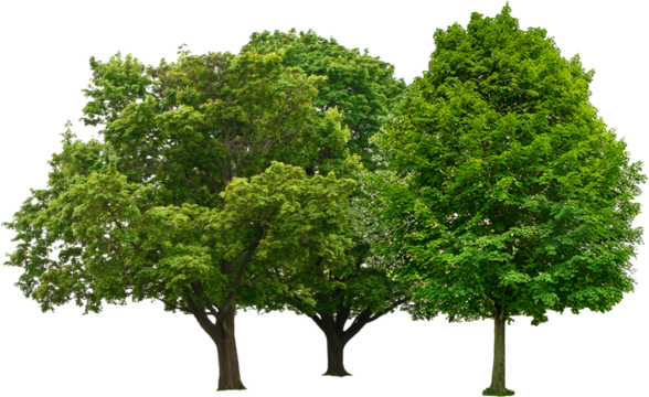 Trees — Lithia Springs, GA — AJ Tree Service Trees — Lithia Springs, GA — AJ Tree Service