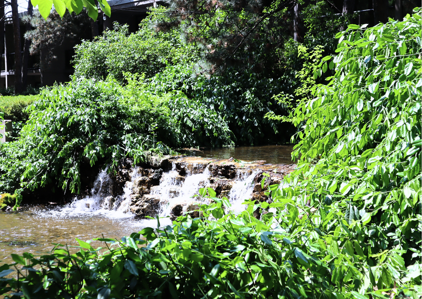 Small waterfall cascades into a pond, surrounded by lush green foliage.