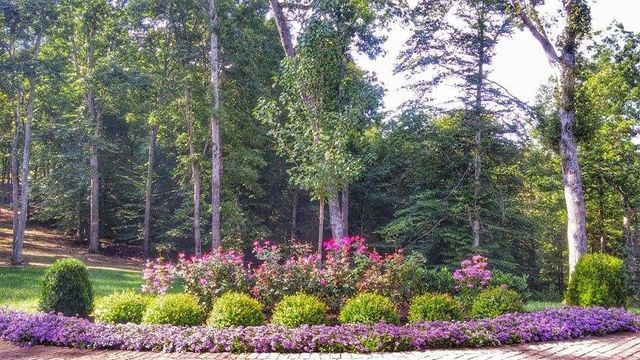 A lush green forest with purple flowers and bushes