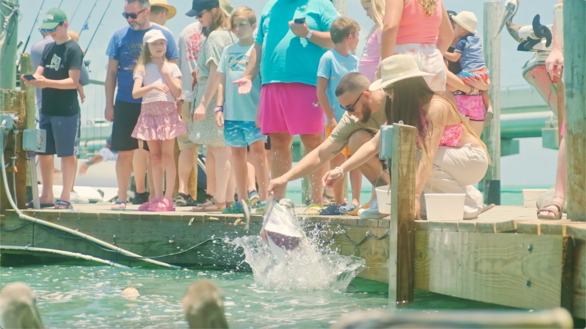 feed the tarpon