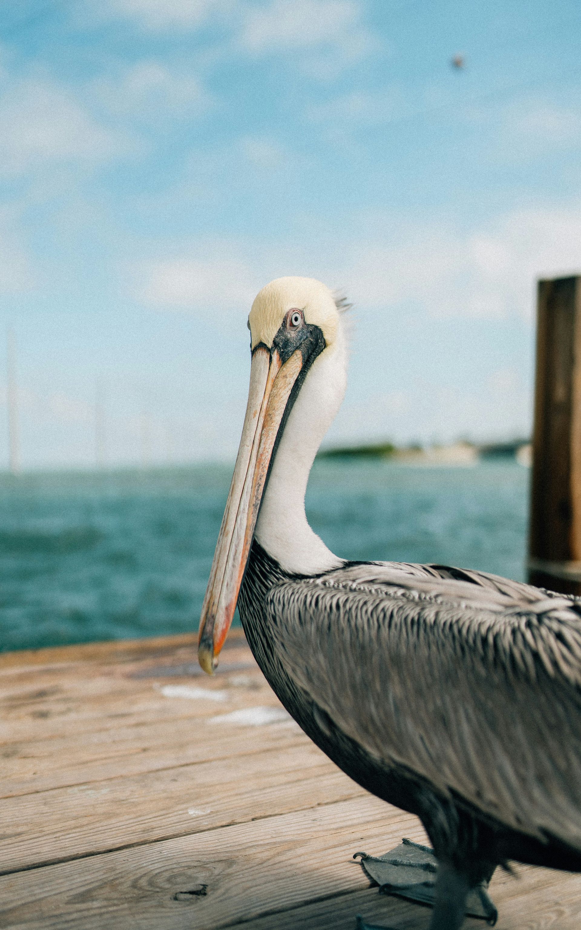 Key west wild live