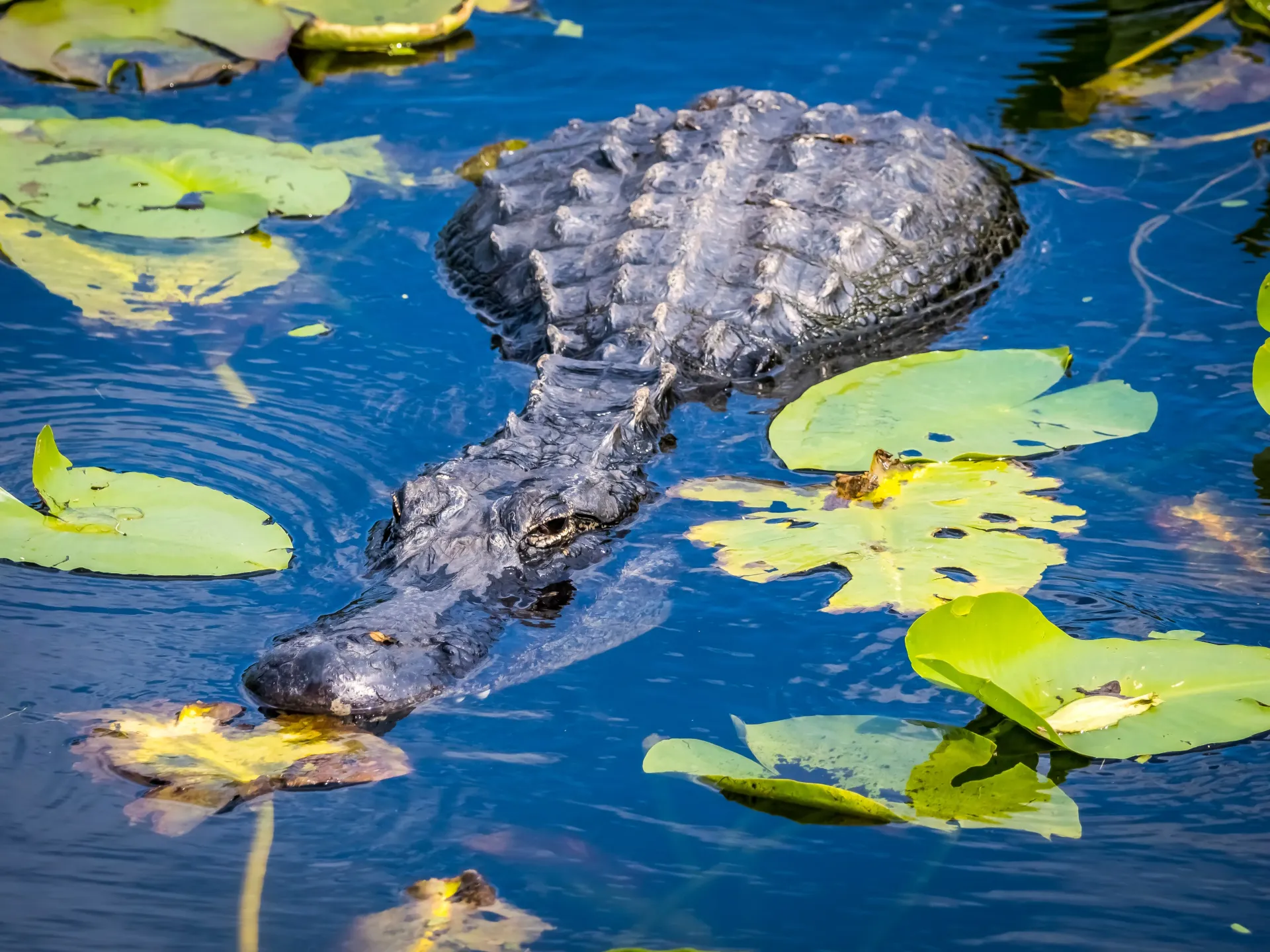 Alligator swimming in Everglades water during Miami Everglades tour wildlife experience