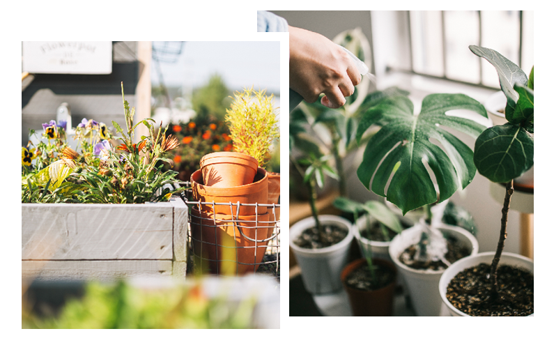 A collage of two pictures of potted plants and a person watering them.